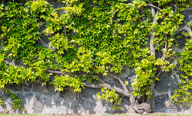 Plant climbing on the wall